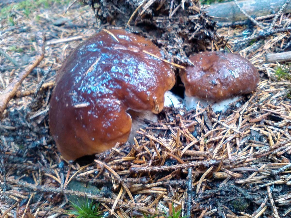 Domek alpejski Sirovka Horní Polubný